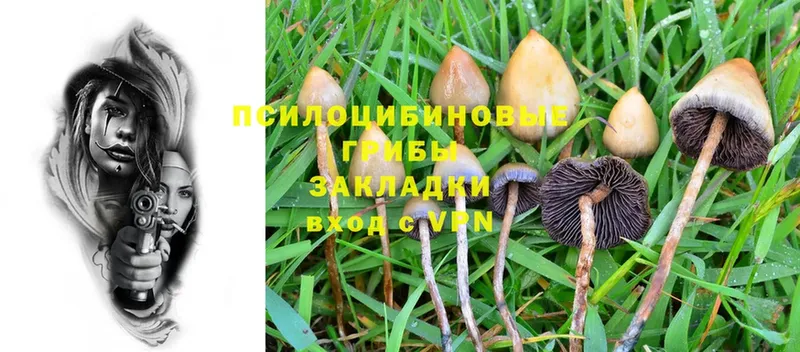 наркотики  кракен ТОР  Псилоцибиновые грибы Psilocybe  Венёв 